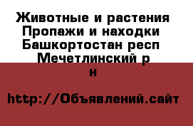 Животные и растения Пропажи и находки. Башкортостан респ.,Мечетлинский р-н